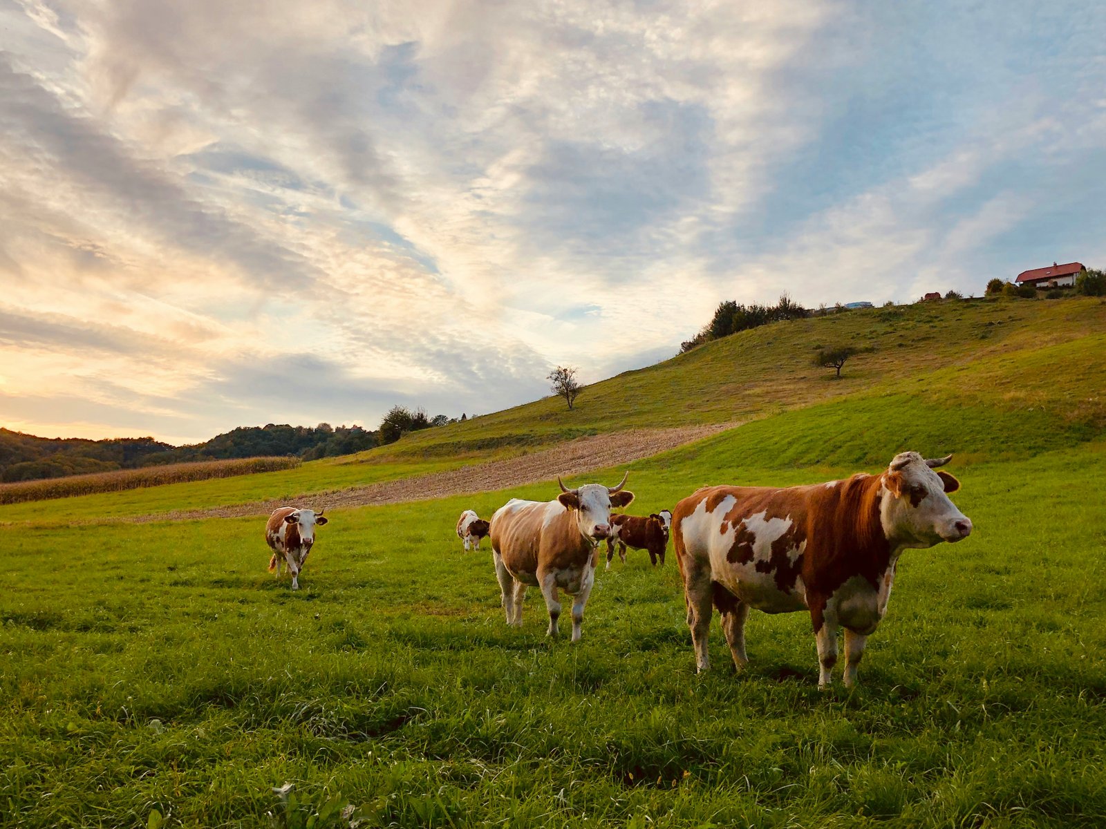 Country Cows